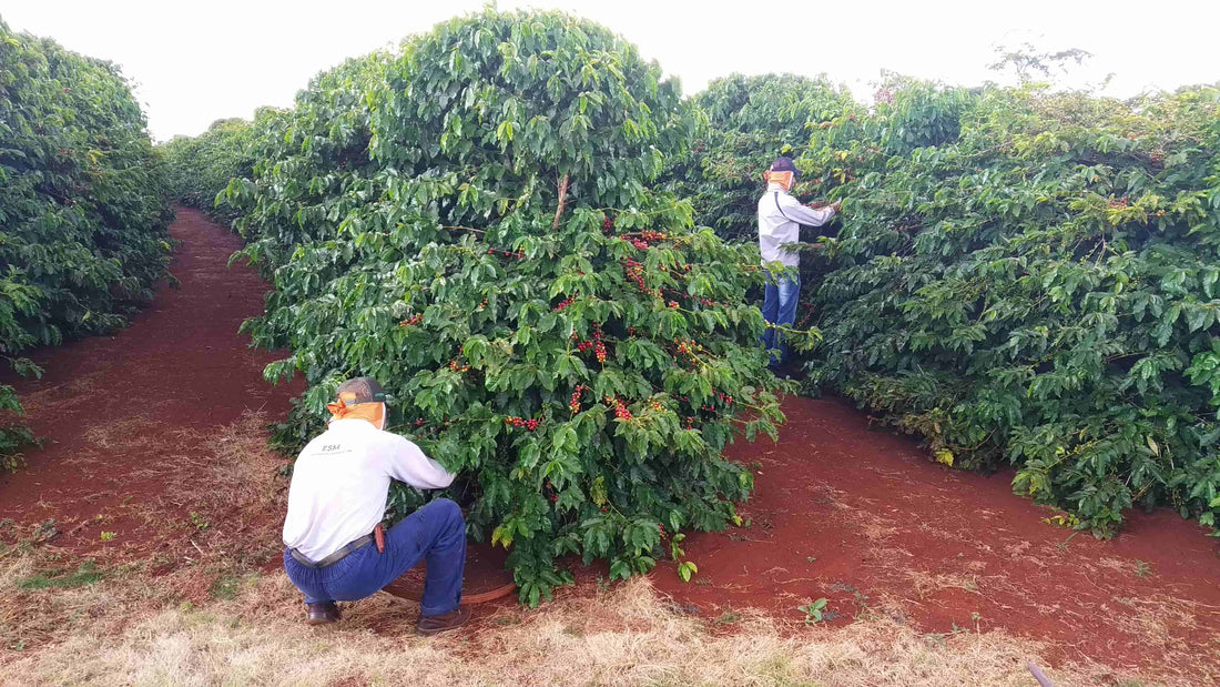 Coffee Mori | Indicaciones Geográficas de café Norte Pioneiro de Paraná