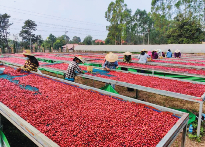Myanmar - Ywagan - Pequeños Productores - Natural