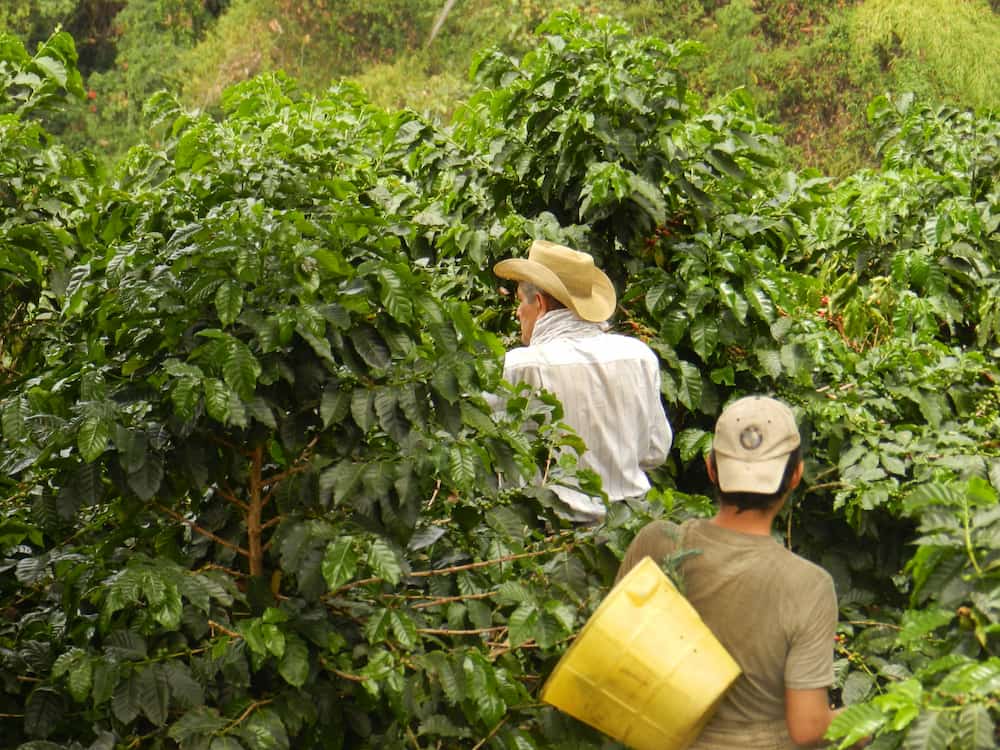 Colombia - Valle del Cauca - Descafeinado - Lavado