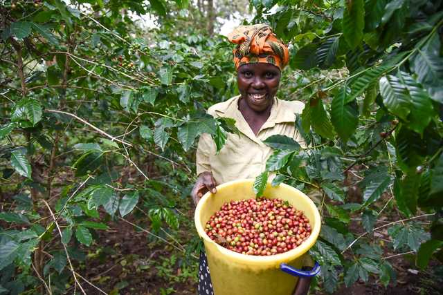Kenya - Kiambu - Mtaro Estate - Natural
