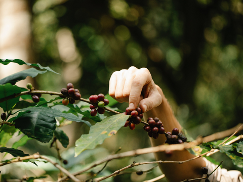 ¿Cuáles son las diferencias de un café de especialidad?