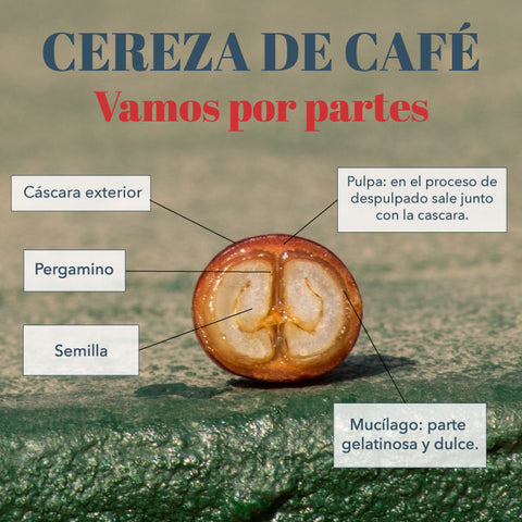 Partes de la cereza del café en el proceso de secado de los cafés de especialidad