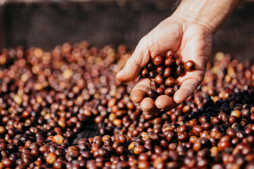 Cafés especiales de productor