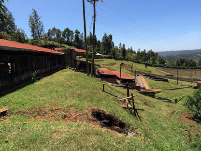 Kenya - Nyeri - Kenia Central - Lavado