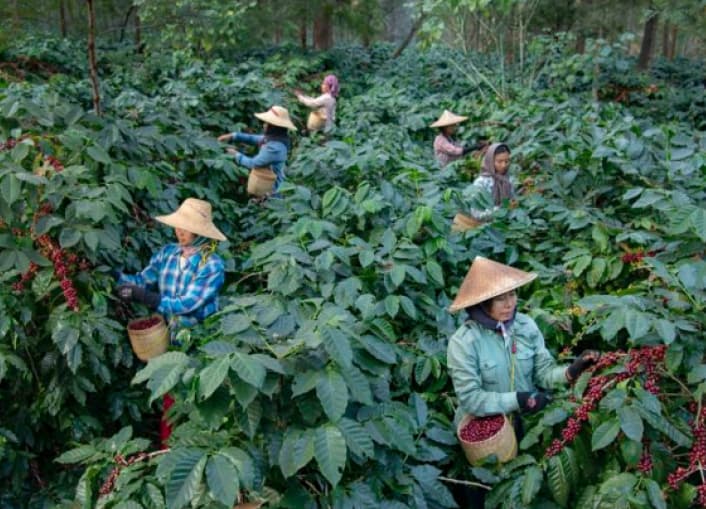 Myanmar -  Pyin Oo Lwin -  Catiguá - Natural