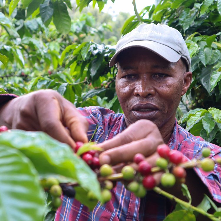 Coffee Mori - Kenya - Kirinyaga - Pequeños productores - Lavado