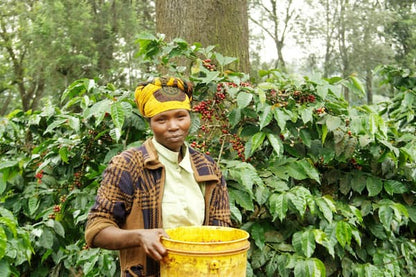 Coffee Mori - Tanzania - Ngorogoro - Vohora Family - Lavado