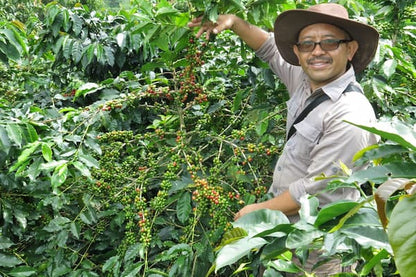 Indonesia - Frinsa Estate –  Fermentation Honey