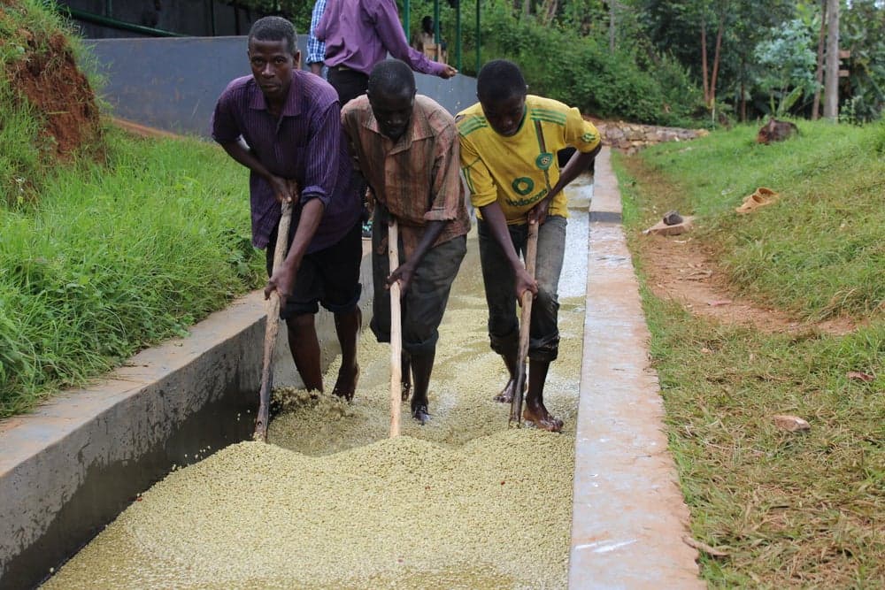 Burundi - Musenyi - Descafeinado - Lavado