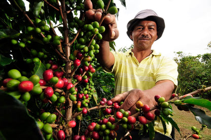 Colombia - Huila - Descafeinado - Lavado