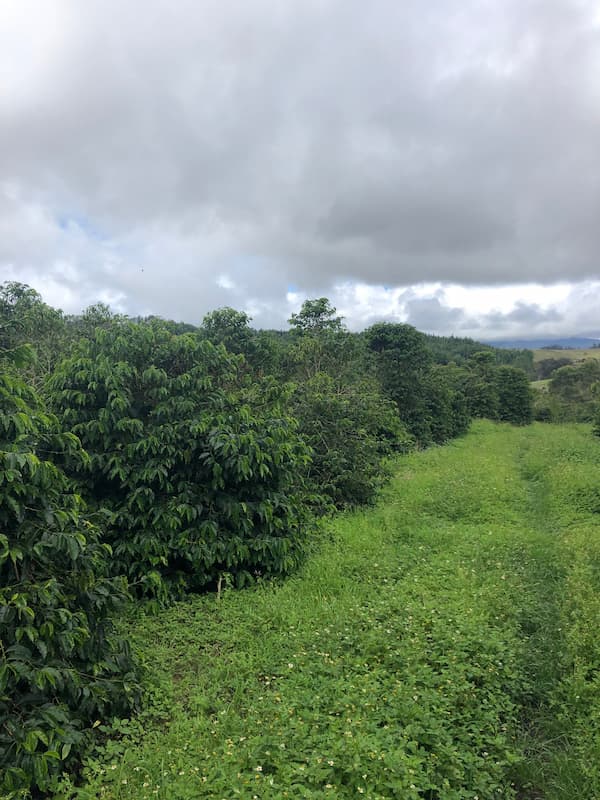 Papua Nueva Guinea - Aiyura - Kianantu - Natural